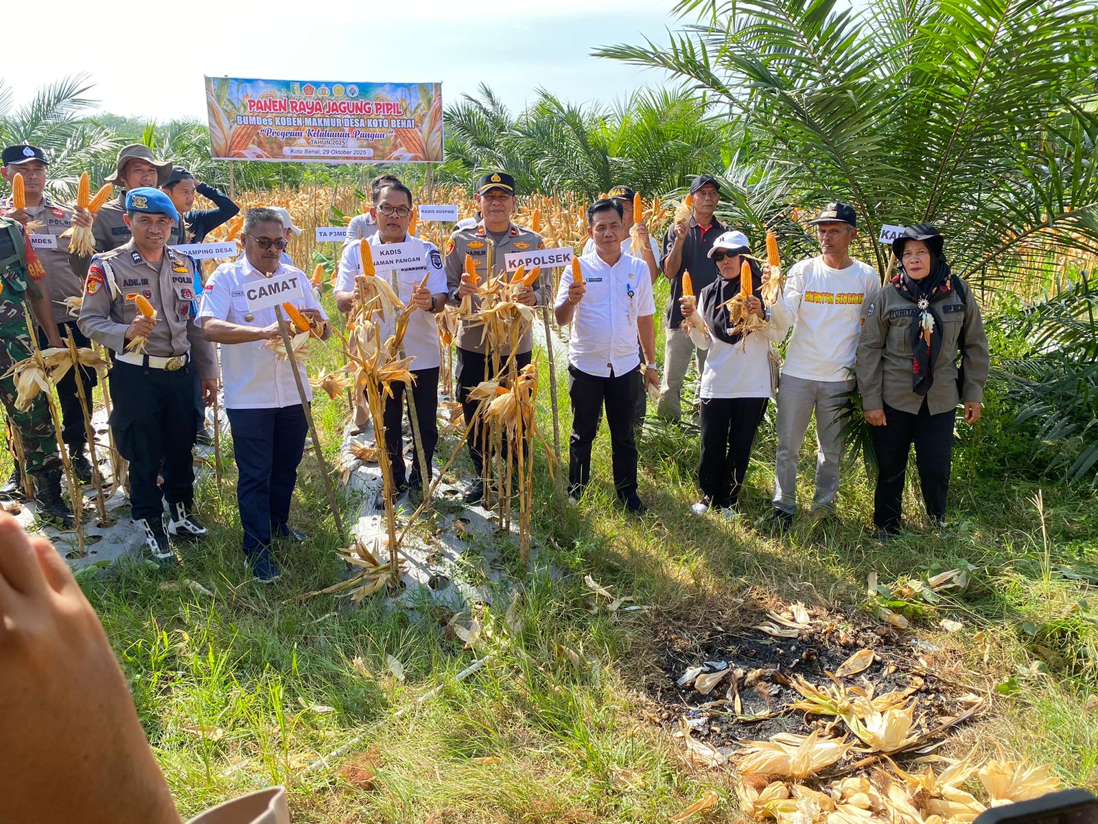 Bukti Nyata Dukung Program Ketahanan Pangan Nasional, BUMDes Koben Makmur Desa Koto Benai Capai Hasil 2 Ton Jagung Pipil