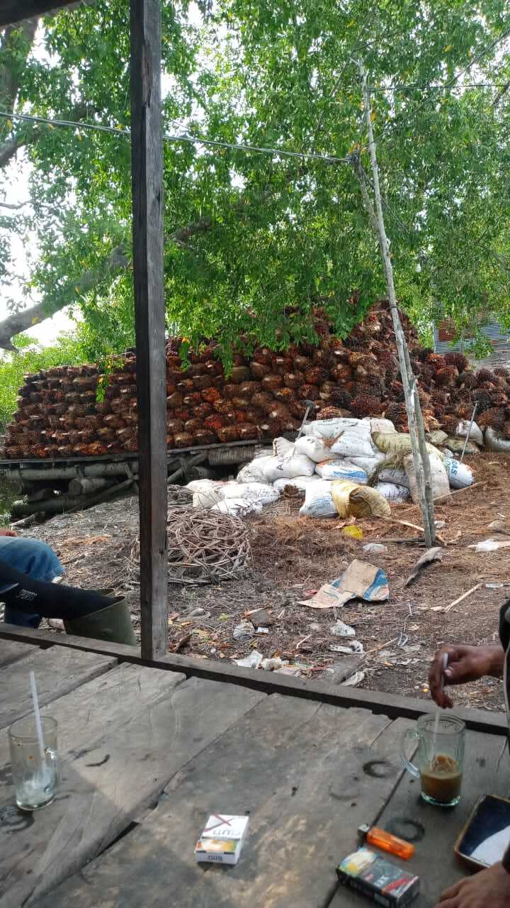 Tekan Harga, Tindak Tegas Penampung Buah Sawit di Pasir Limau Kapas